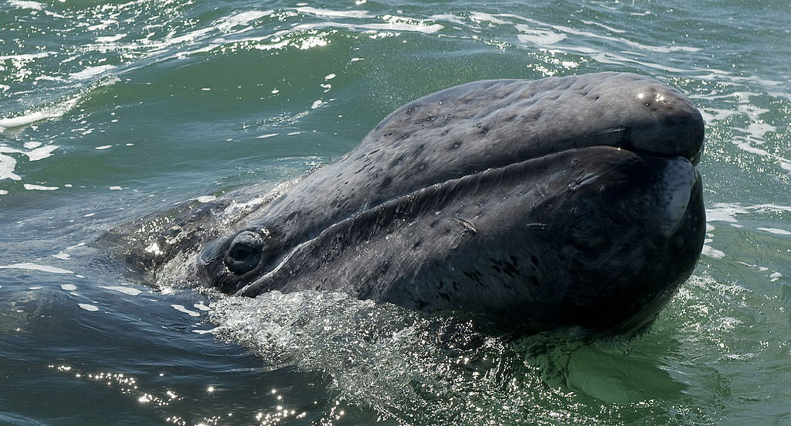 5. North American Gray Whale